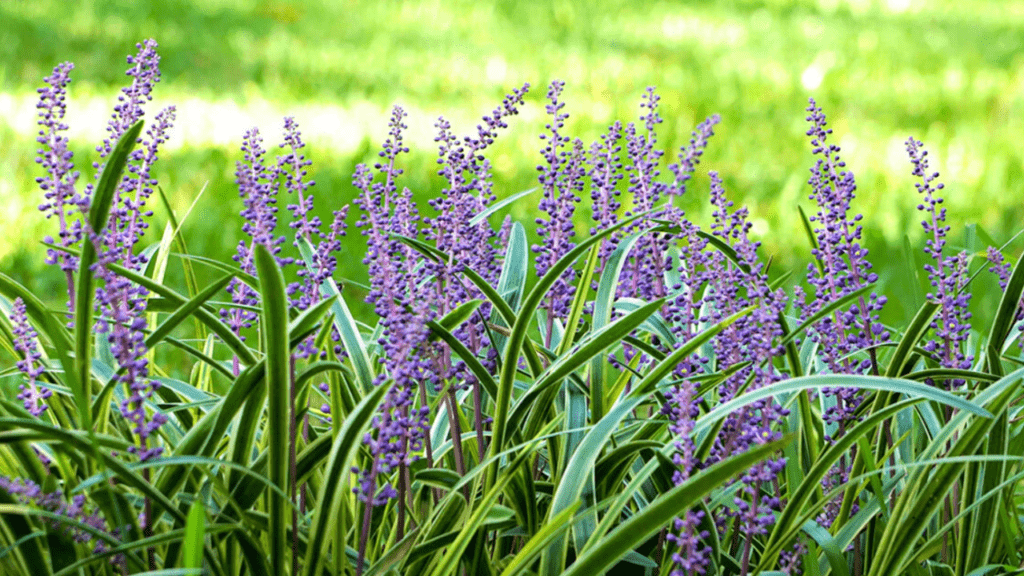 Grass with purple flowers plants blooming with purple flowers against a blurry green background.