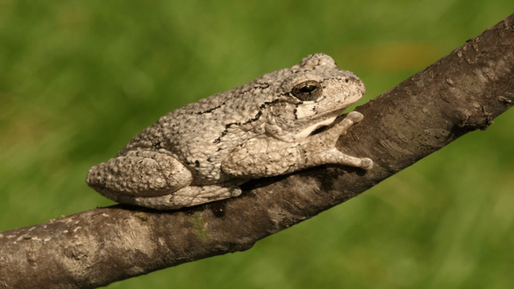 A gray tree frog perched on a branch against a green background.