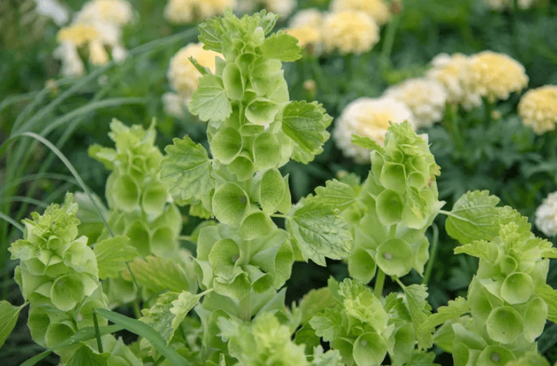 Growing Bell Flowers