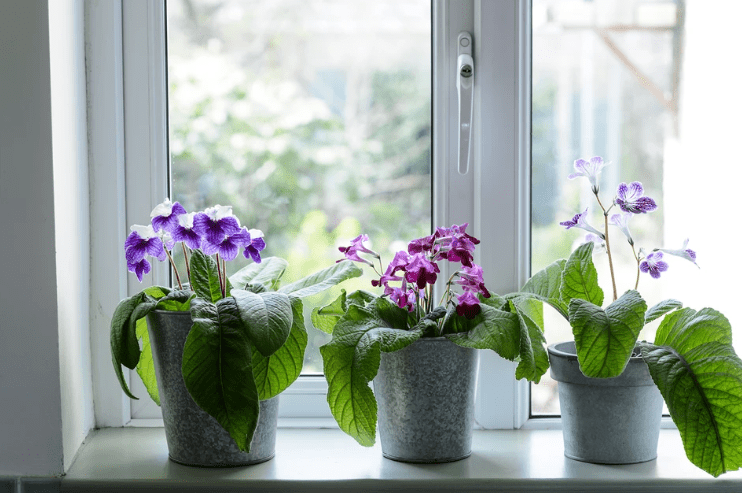 Growing Streptocarpus Plant