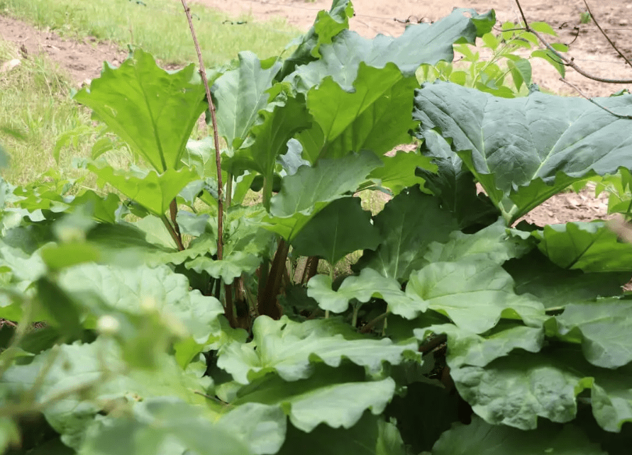 Harvesting Rhubarb