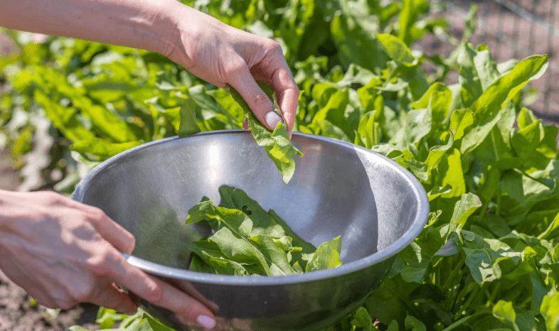 Harvesting Sorrel Plant