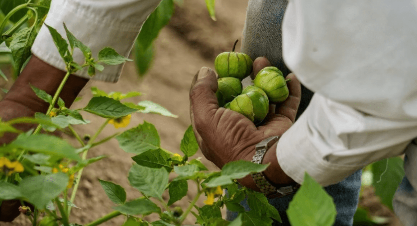 Harvesting Tomatillos