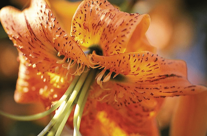 Henry's Lily