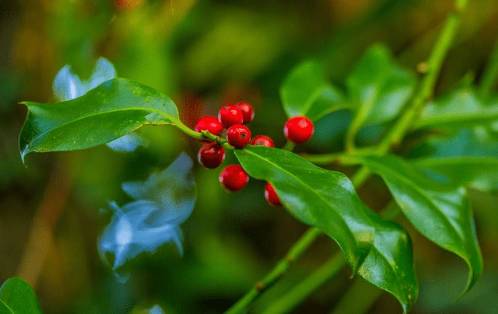 Holly (Ilex)