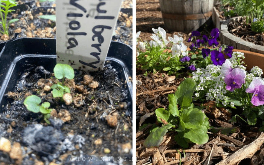 How to Grow Viola Plant