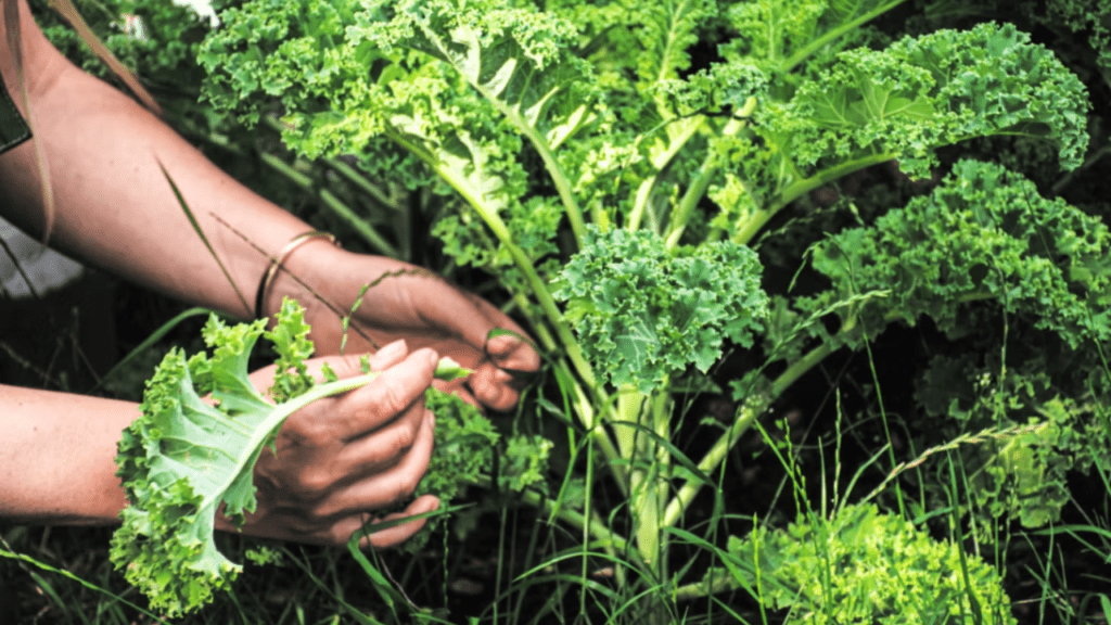 How to Harvest Kale