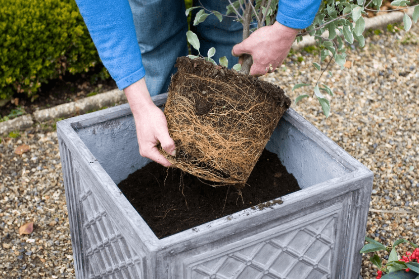 How to Plant Pittosporum in Your Garden