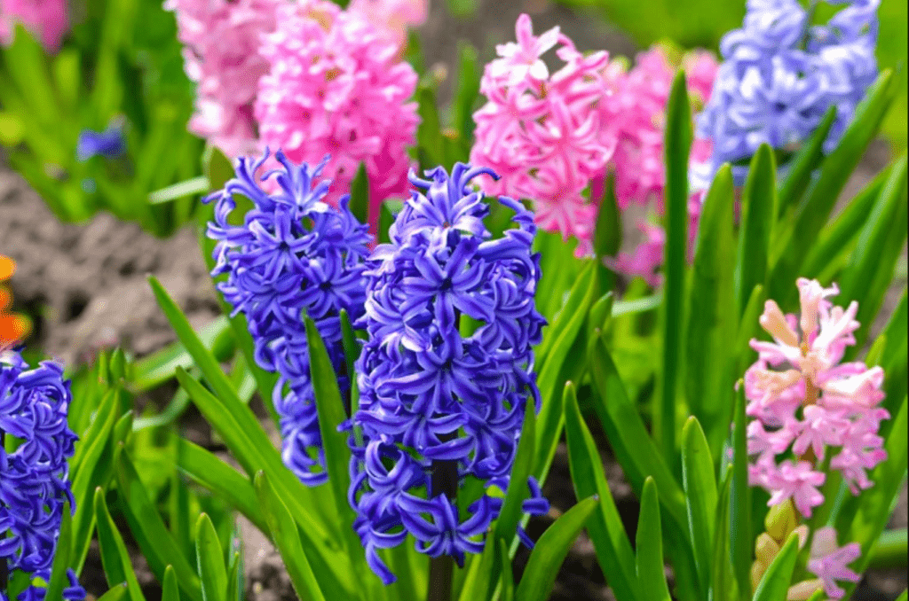 Vibrant blue and pink hyacinth flowers in a lush garden setting.