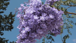 Jacaranda tree planting