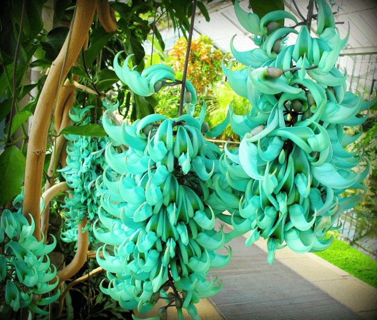 Jade Vine