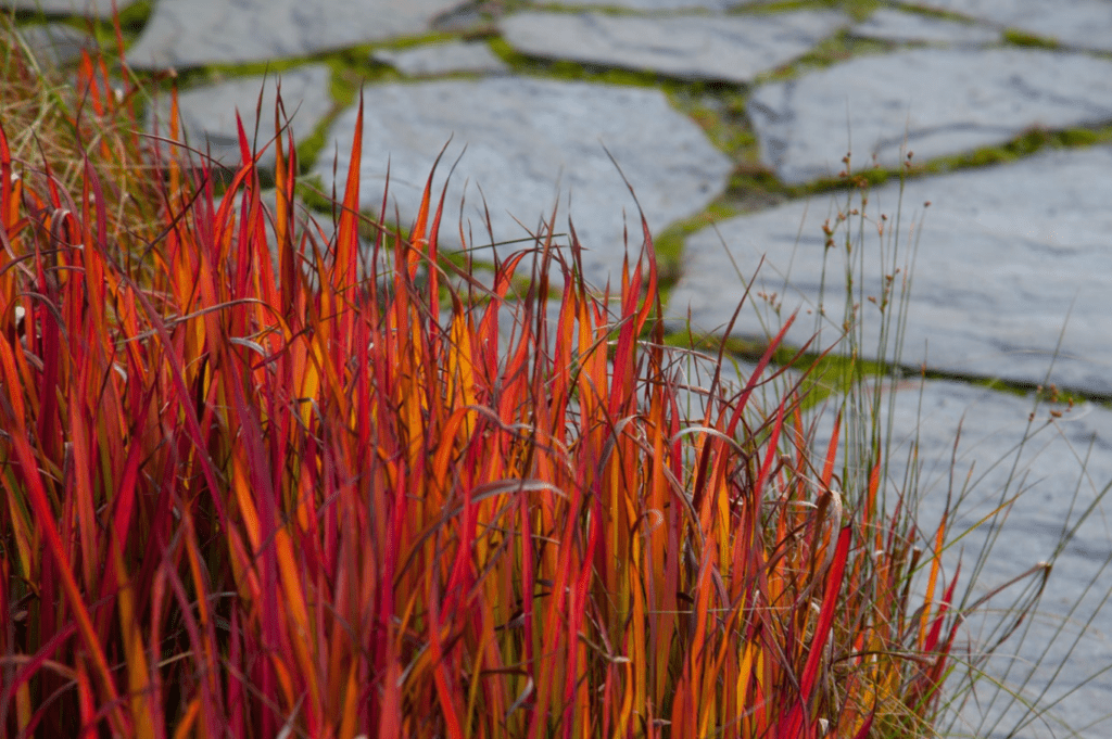 Vibrant red and orange grasses near a body of water with stone slabs.