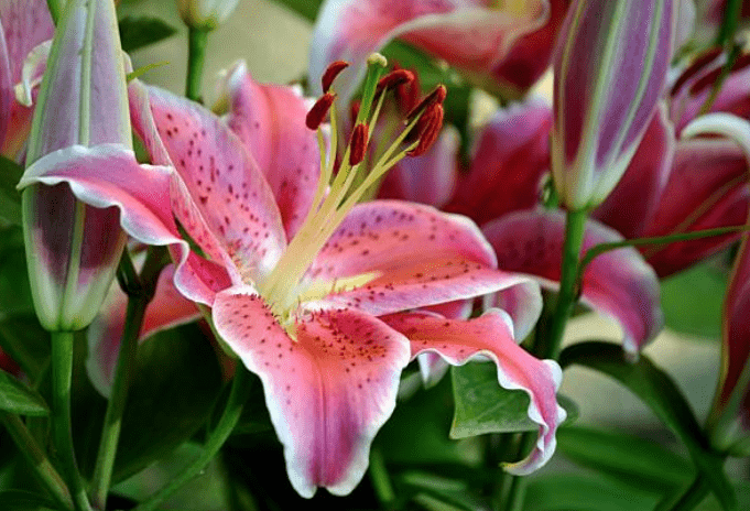 Japanese Lily