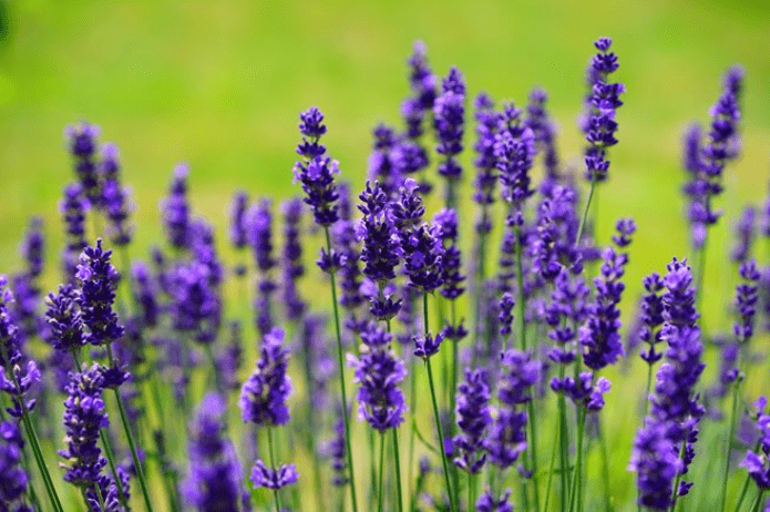 Lavender