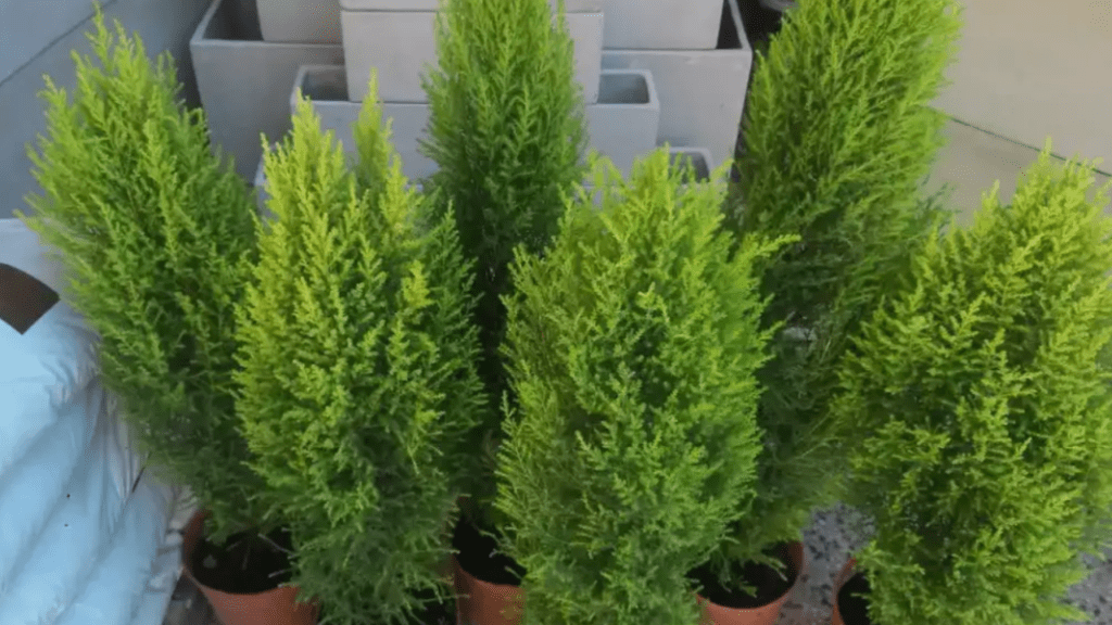 Lemon cypress plant