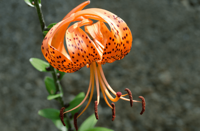 Lilium Lancifolium