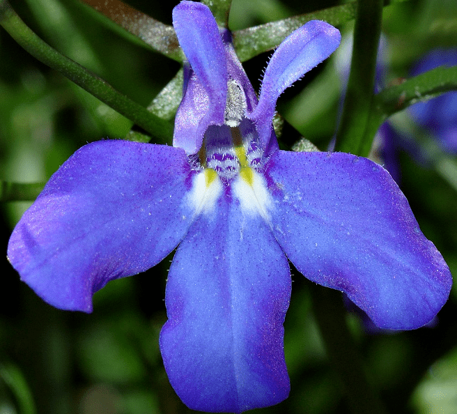 Lobelia