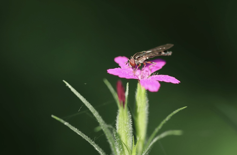 Managing Pests and Diseases