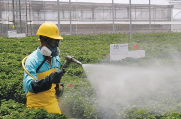 Managing Pests and Diseases