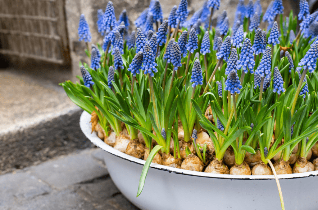 Blue grape hyacinth flowers in a white basin on a stone pavement.