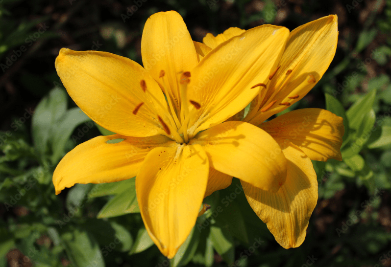 Nankeen Lily