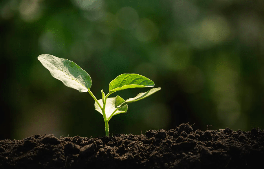 Nutrient Management