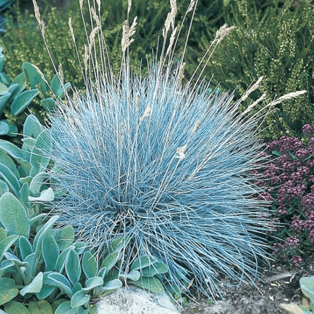 Ornamental Grasses