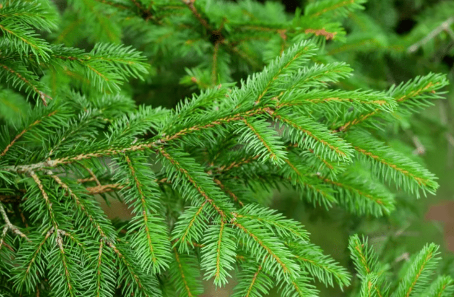 Overview of Conifer Trees