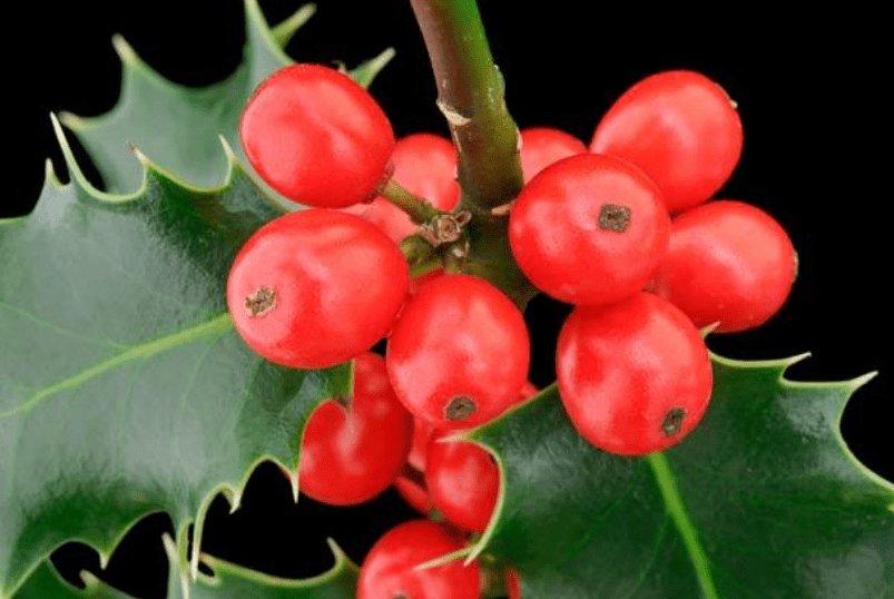 Overview of Ilex Aquifolium