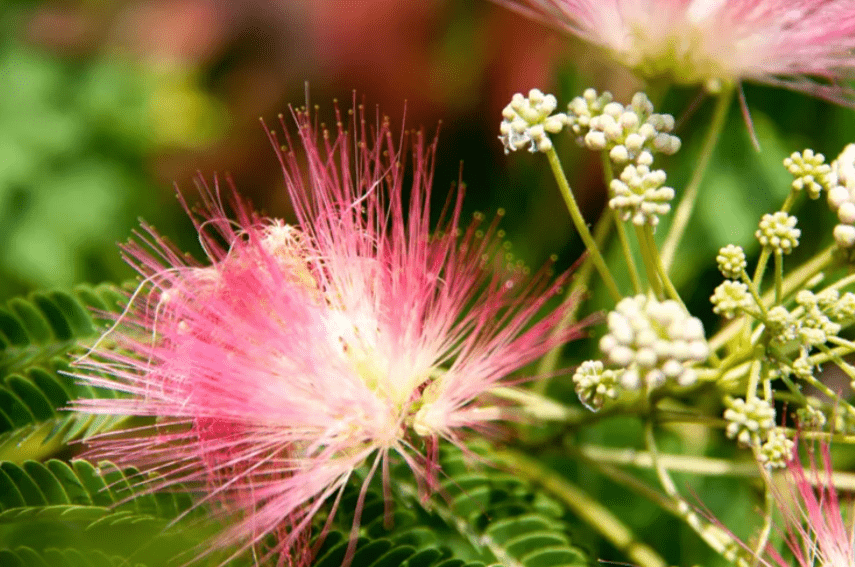 Overview of Mimosa Trees