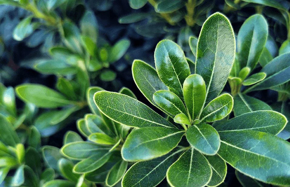 Overview of Pittosporum Plant