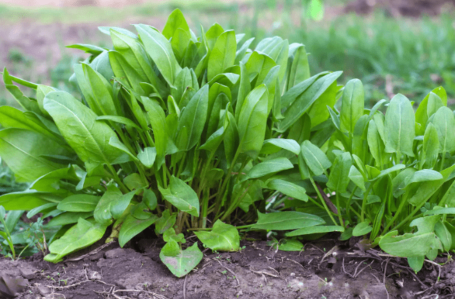 Overview of Sorrel Plant