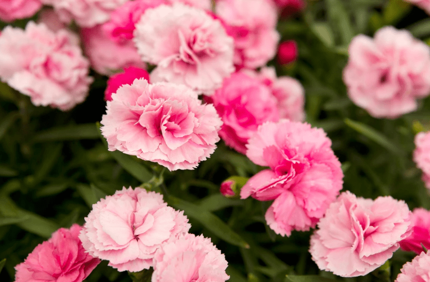 Overview of the Dianthus Flower