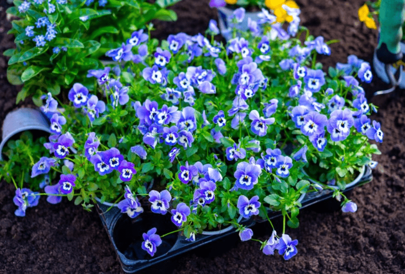 Overview of the Viola Plant