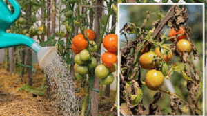 Overwatered tomatoes