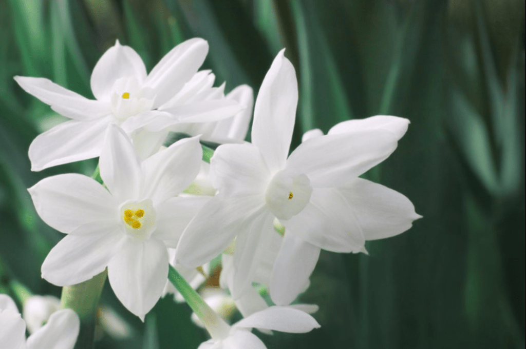 Close-up of white narcissus flowers with yellow centers against a blurred green background.