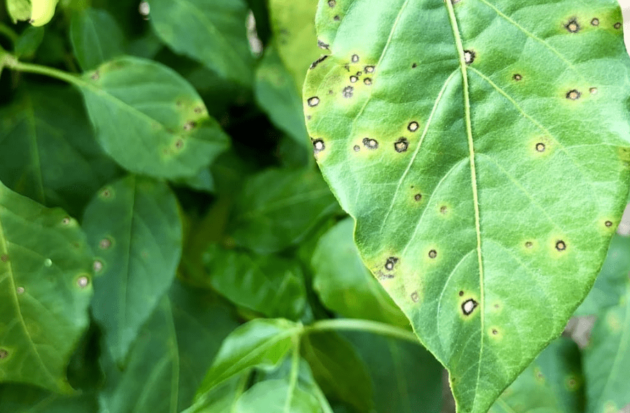 Pests and Diseases