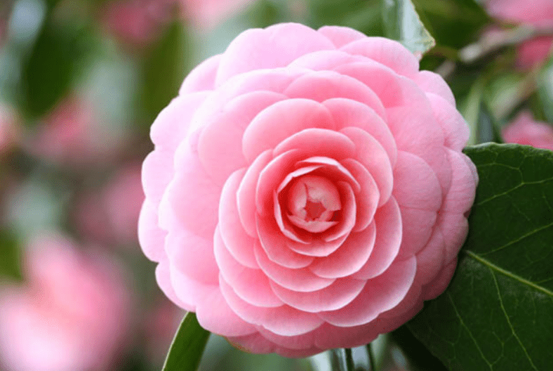 Pink Camellias