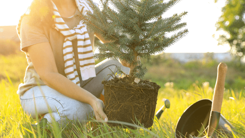 Planting Conifer Trees