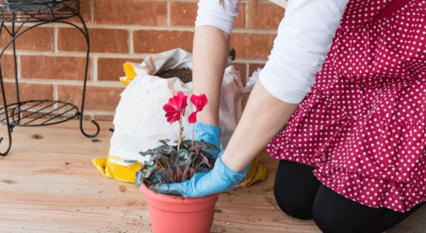 Planting Cyclamen