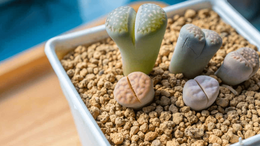 Planting Lithops Plants