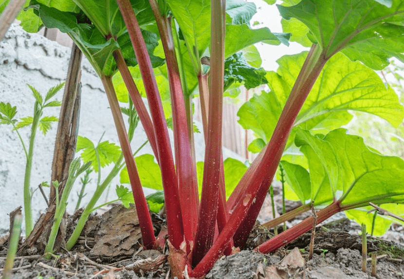 Planting Rhubarb