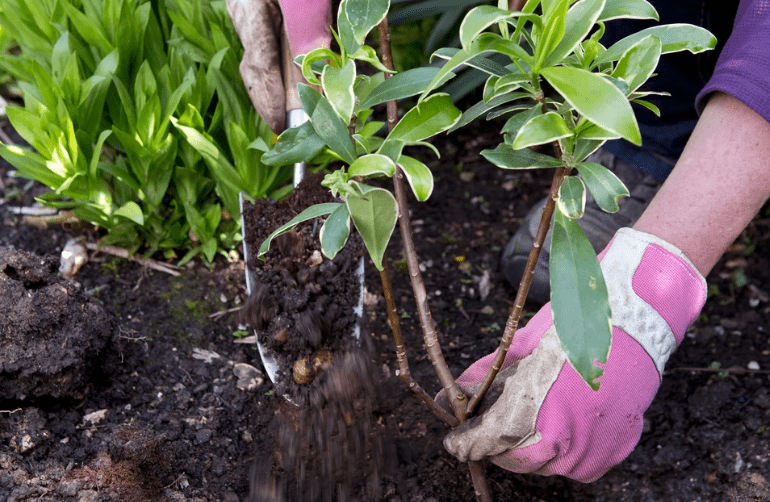 Planting Your Daphne