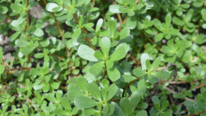 Lush green shrubs with small rounded leaves in bright sunlight. Poisonous Purslane Look-Alikes