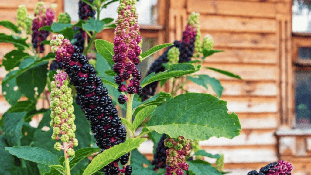 Ripe pokeweed looks alike berries on stems with green leaves against a wooden cabin background.