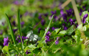 Popular Species and Varieties of Viola