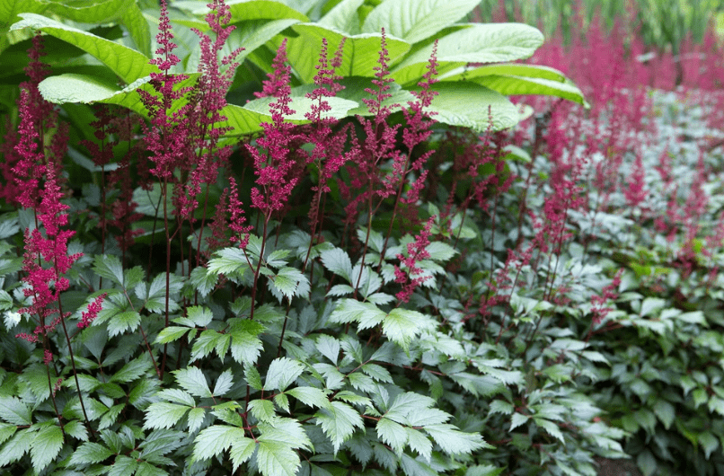 Propagating Astilbe