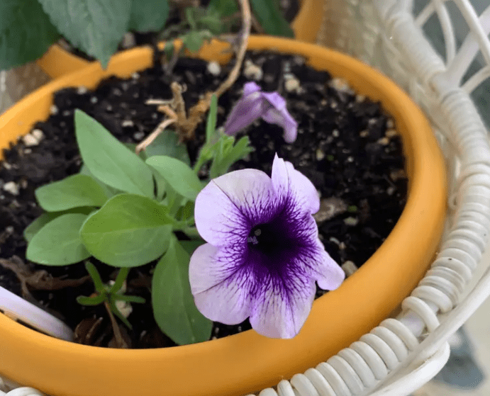 Propagating Bell Flowers