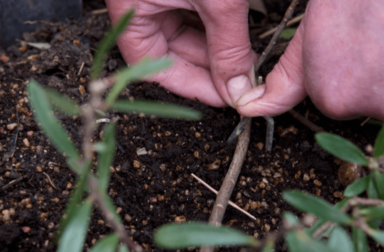 Propagating Daphne Plants