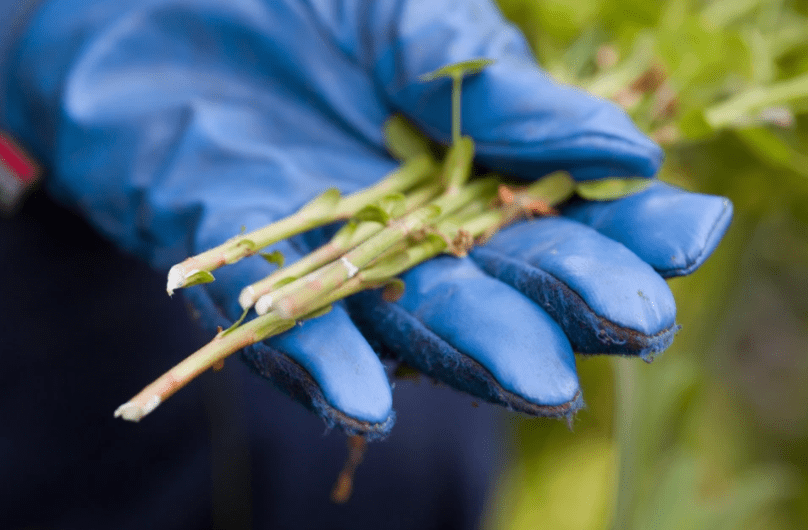 Propagating Euphorbia Indoors